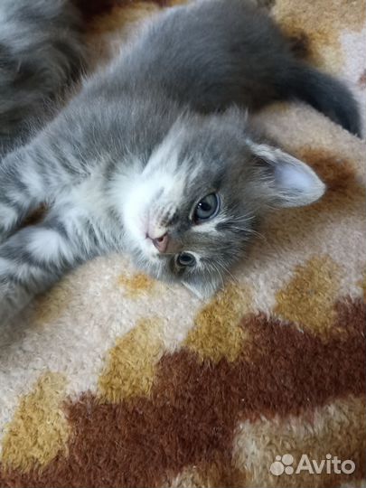 Отдам котят в добрые руки