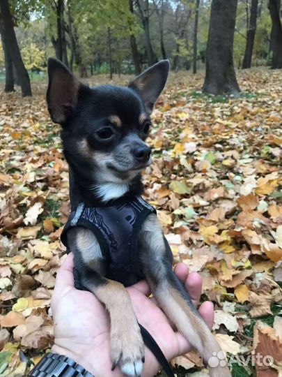 Вязка чихуахуа