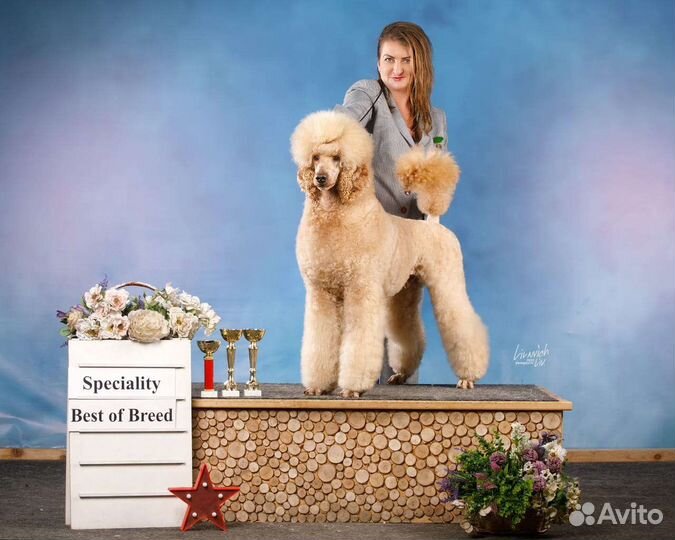 Королевский Пудель вязка