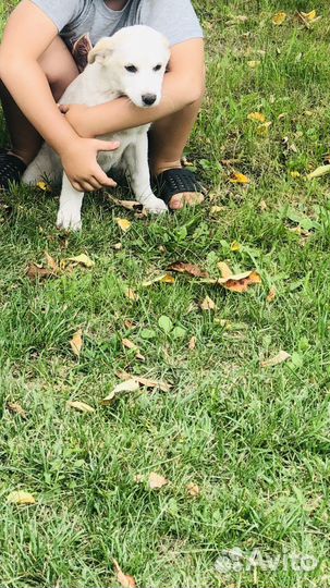 Собака в добрые руки щенок мальчик