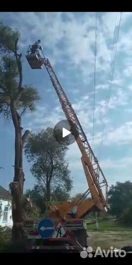 Спил Деревьев