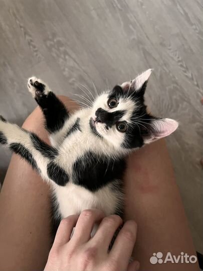 Отдам котенка