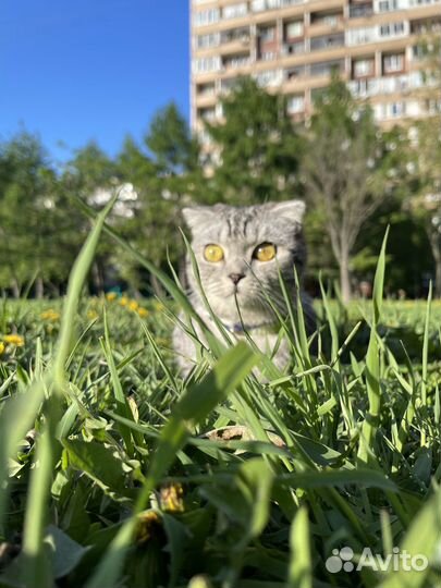 Кошка в дар в добрые руки