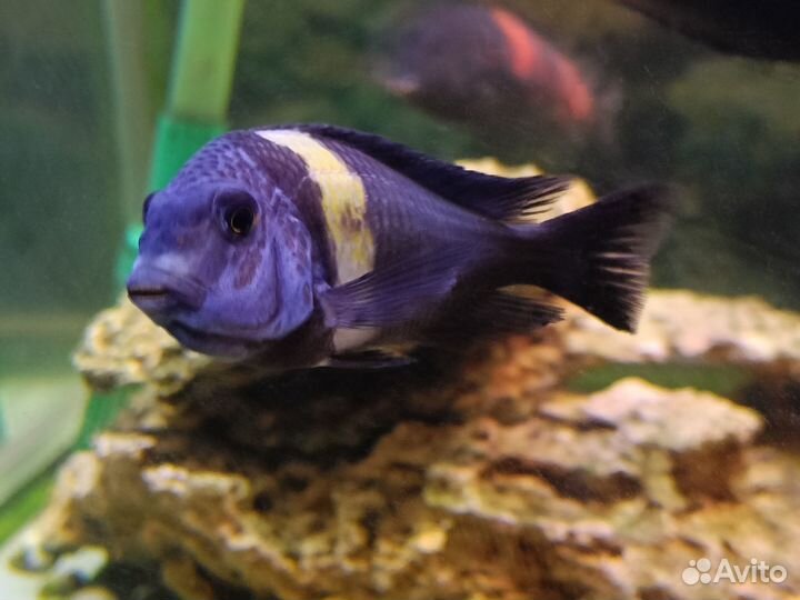 Трофеусы Дубаиси и Булу Поинт