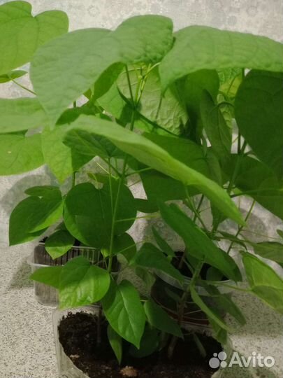 Саженцы катальпы прекрасной