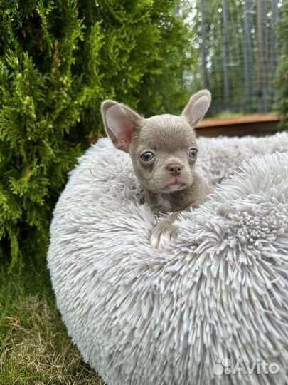 Лиловый принц