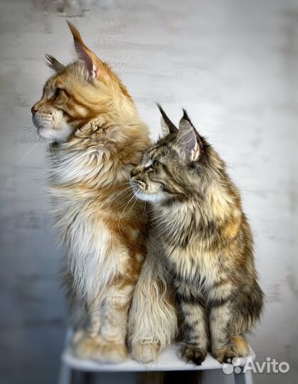 Котята мейн-кун питомник Lucky Coon