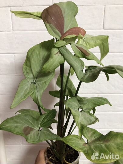 Сингониум Пинк спот Биколор