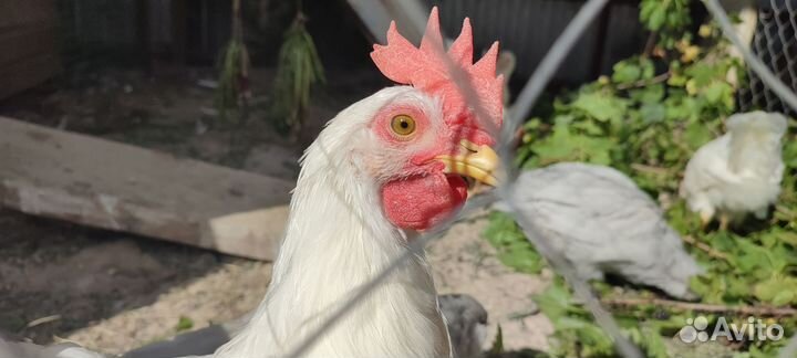Петушки леггорн