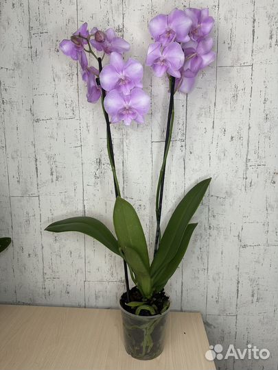 Орхидея фаленопсис