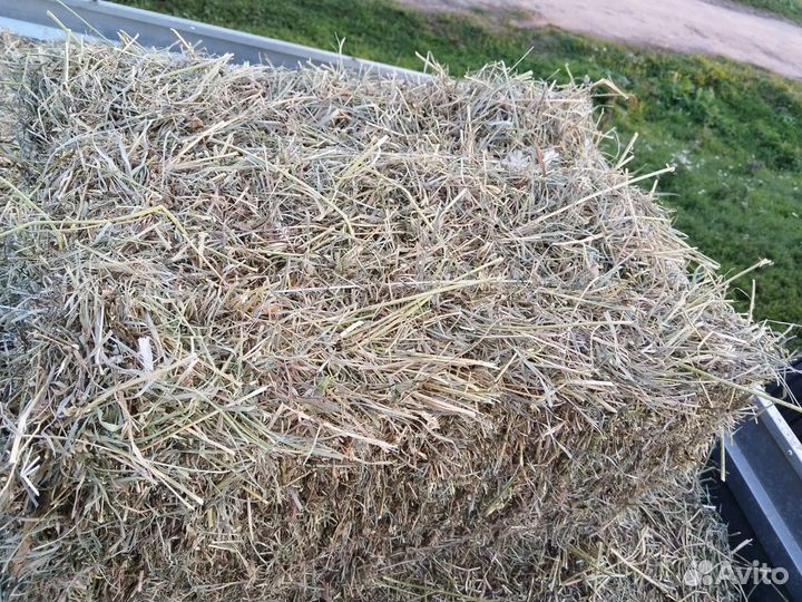 Люцерна в тюках