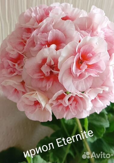 Пеларгония сортовая