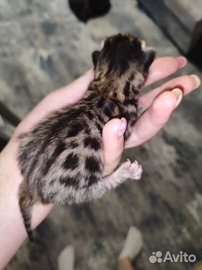 Бенгальская