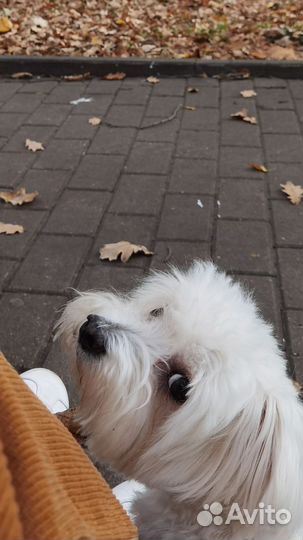 Вязка мальтезе