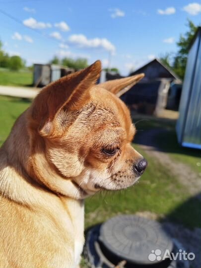 Вязка кобель чихуахуа