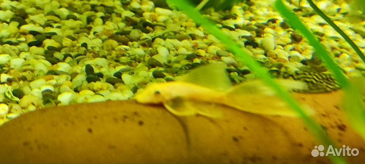 Золотой Анциструс L144 вуаль