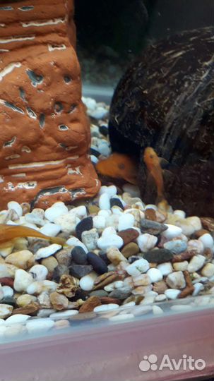 Анциструс, Супер Ред, 3 -х месячные