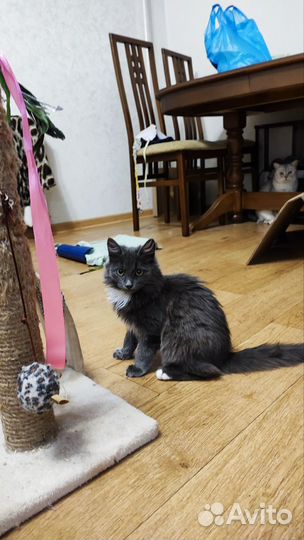 Котенок бесплатно