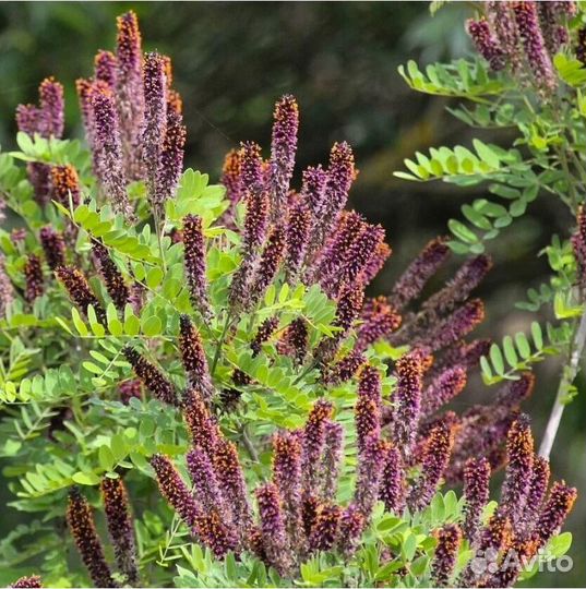 Аморфа Кустарниковая, семена