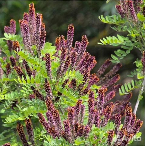 Аморфа Кустарниковая, семена