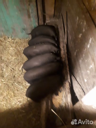 Вьетнамские вислобрюхие поросята