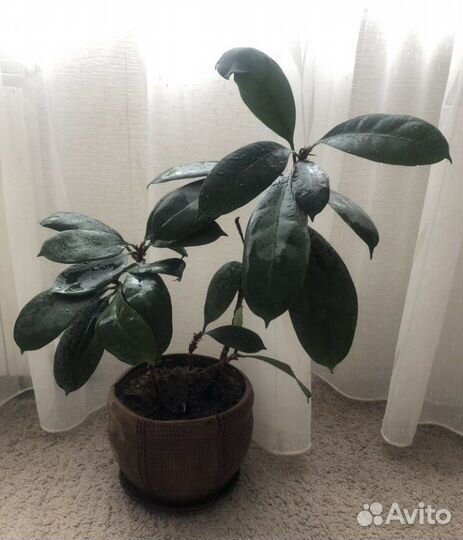 Фикус Кинки,Циастипула