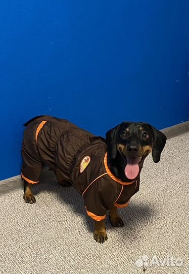 Комбинезон для таксы