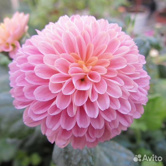 Саженцы хризантема Помпон Пинк