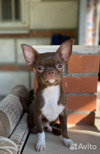Кобель чихуахуа для вязки