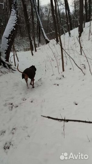 Выгул собак и dog sitter