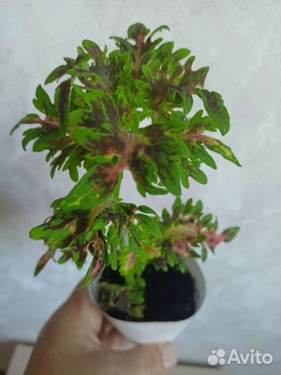 Домашние цветы