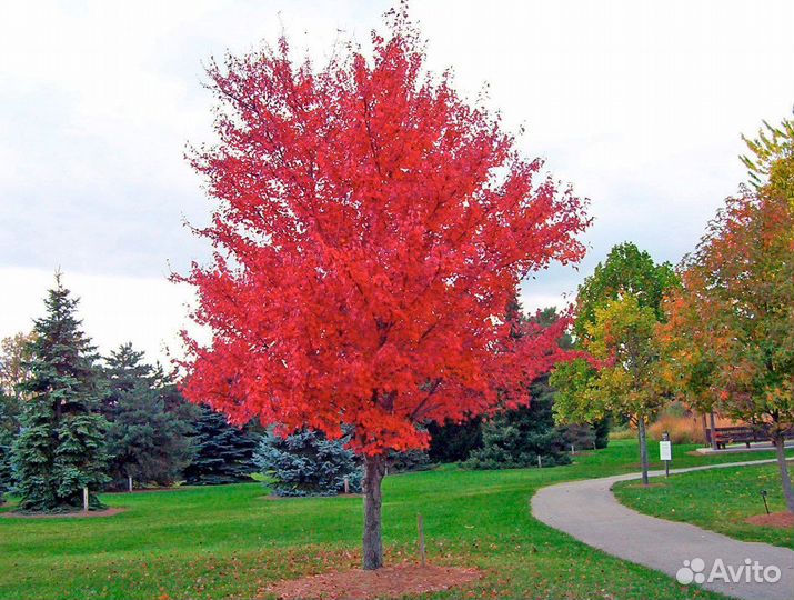 Клен Гиннала