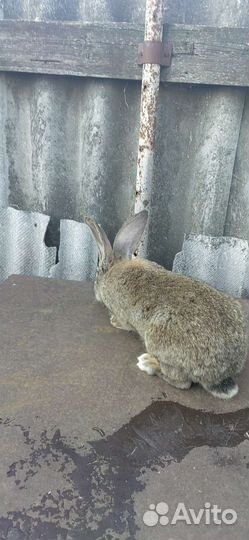 Кролики Фландр