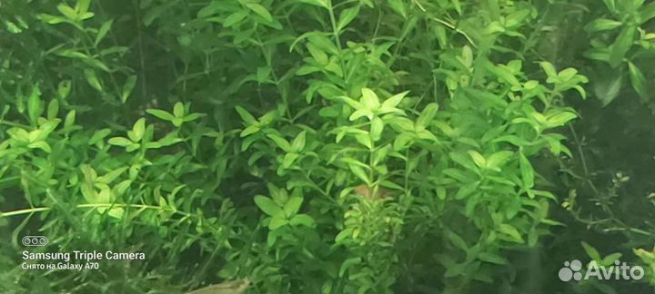 Растение почвопокровное