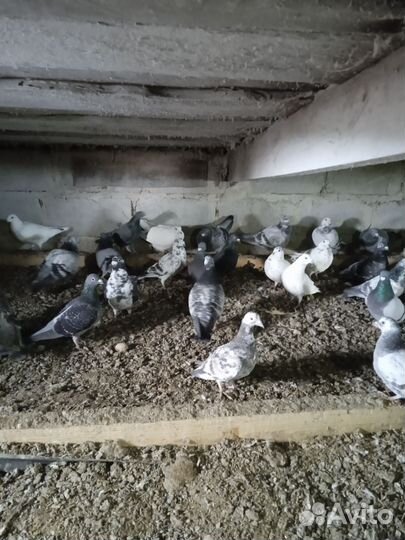 Голуби почтовые