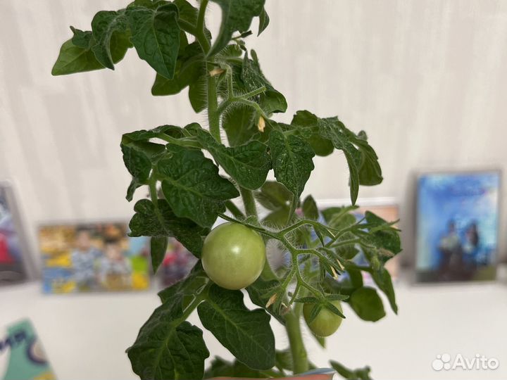 Томаты в горшке