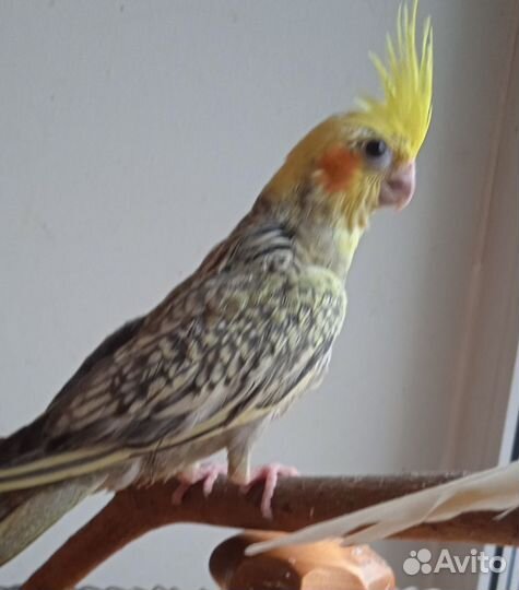 Попугай корелла для дома