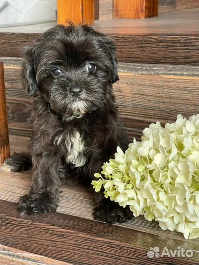 Мальтипушечки