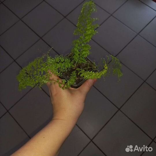 Папоротник комнатный нефролепис