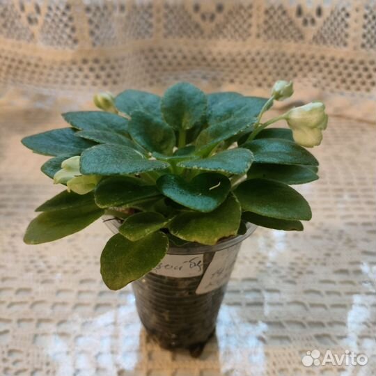 Сортовые фиалки цветущие