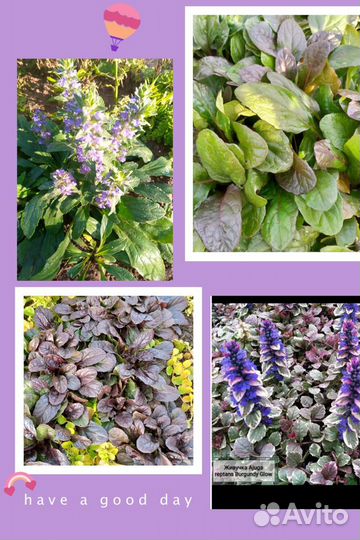 Многолетние почвопокровные растения и примулы