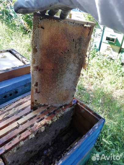 Пчелопакеты, (рамка) рут