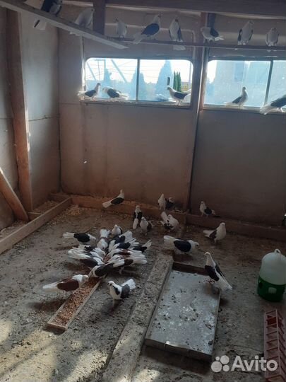 Продажа голубей