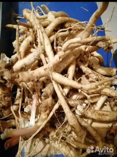 Пион уклоняющийся (марьин корень)