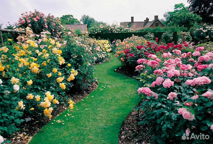 Розы Кустовая, Парковая, Плетущаяся