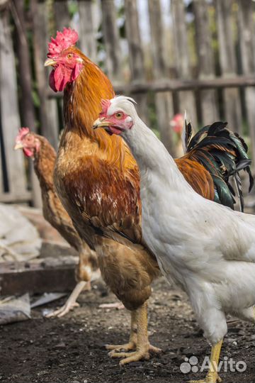 Молодые петухи