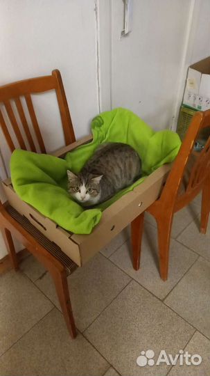 Кошки в добрые руки