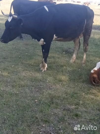 Корова высокоудойная