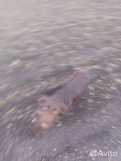 Собака дратхаар