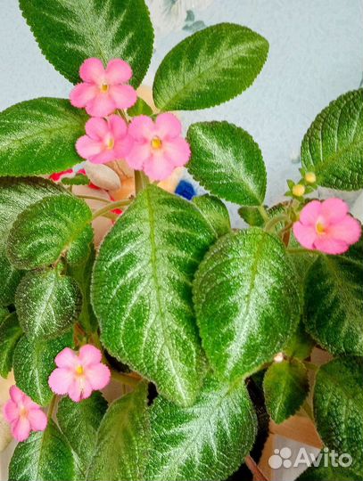 Малышка эписция сорт 